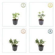 60x Pachysandra term. &