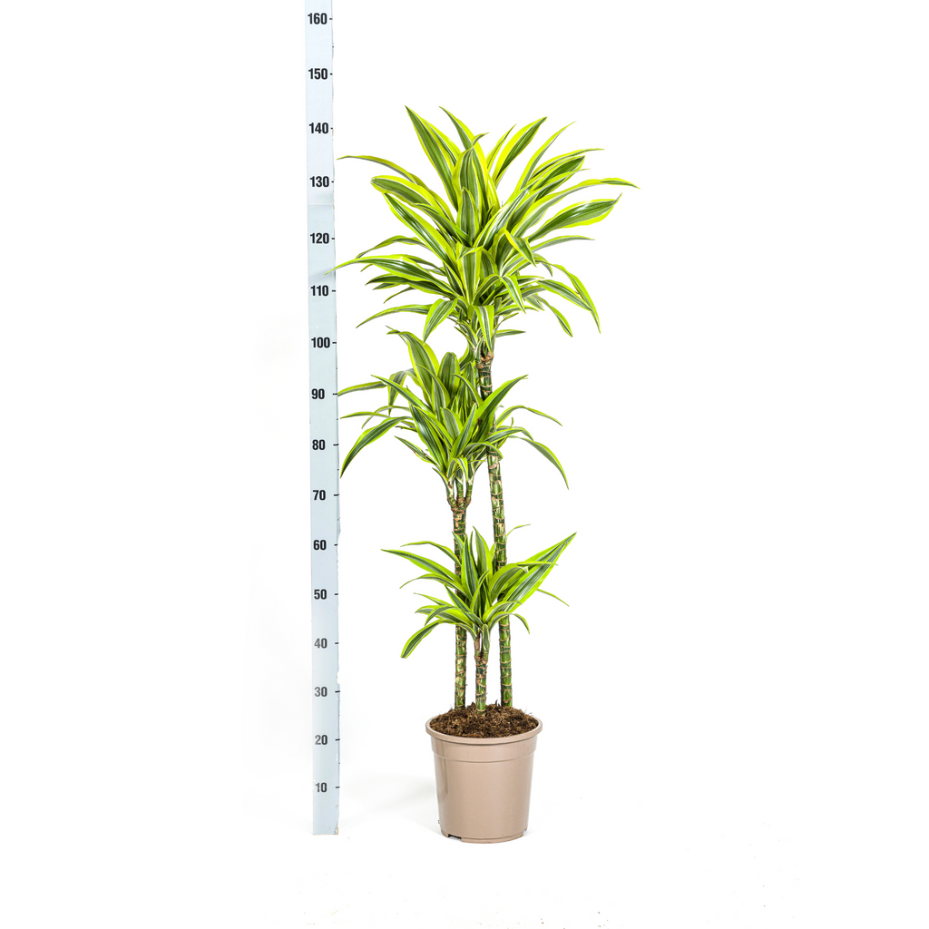 Dracaena Deremensis Lemon Lime met mand, detail van het blad