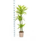 Dracaena Deremensis Lemon Lime met mand, detail van het blad
