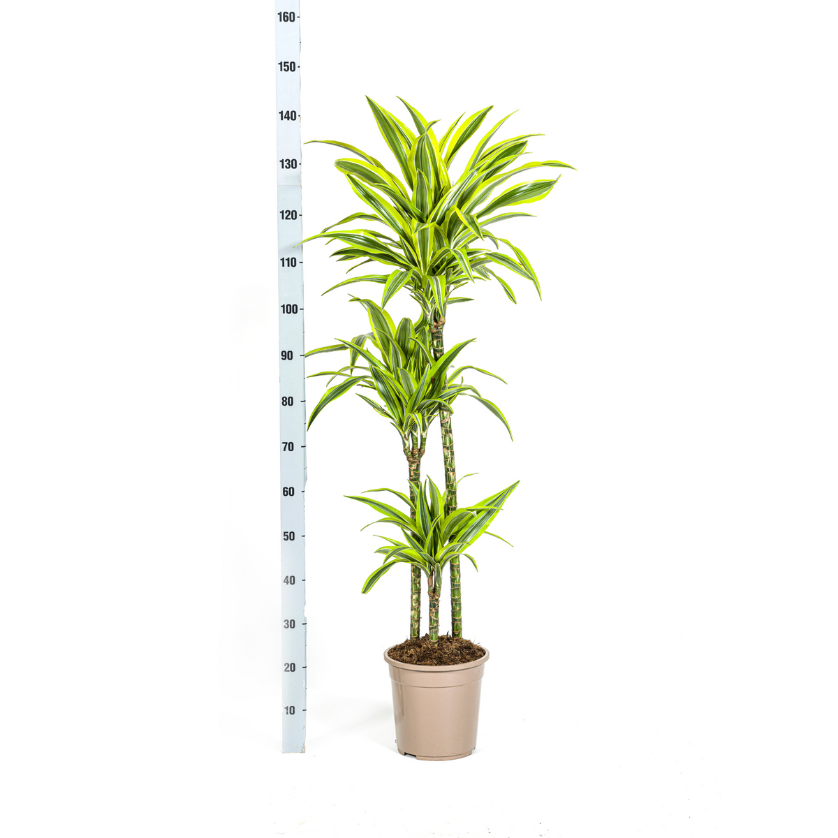 Dracaena Deremensis Lemon Lime met mand, detail van het blad