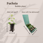 Fuchsia – 6 Pluggen | Kweek & Geniet van een Kleurrijke Tuin