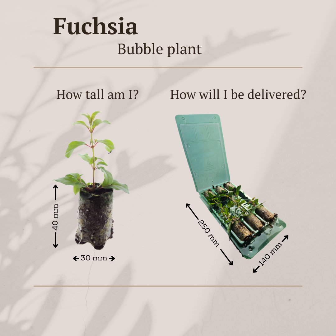 Fuchsia – 6 Pluggen | Kweek & Geniet van een Kleurrijke Tuin, groeiwijze van de plant