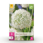 Allium Mount Everest, kenmerkend blad