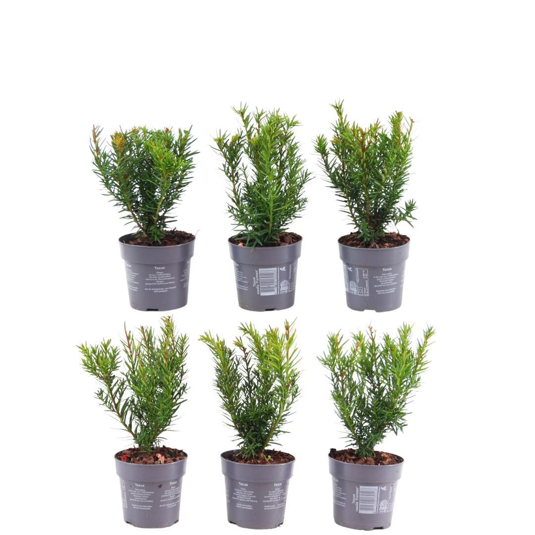 Productafbeelding van Pureplant