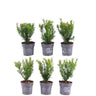 1 meter Venijnboom haag - Taxus media Farmen - Set van 6 haagplanten - Groenblijvende haag