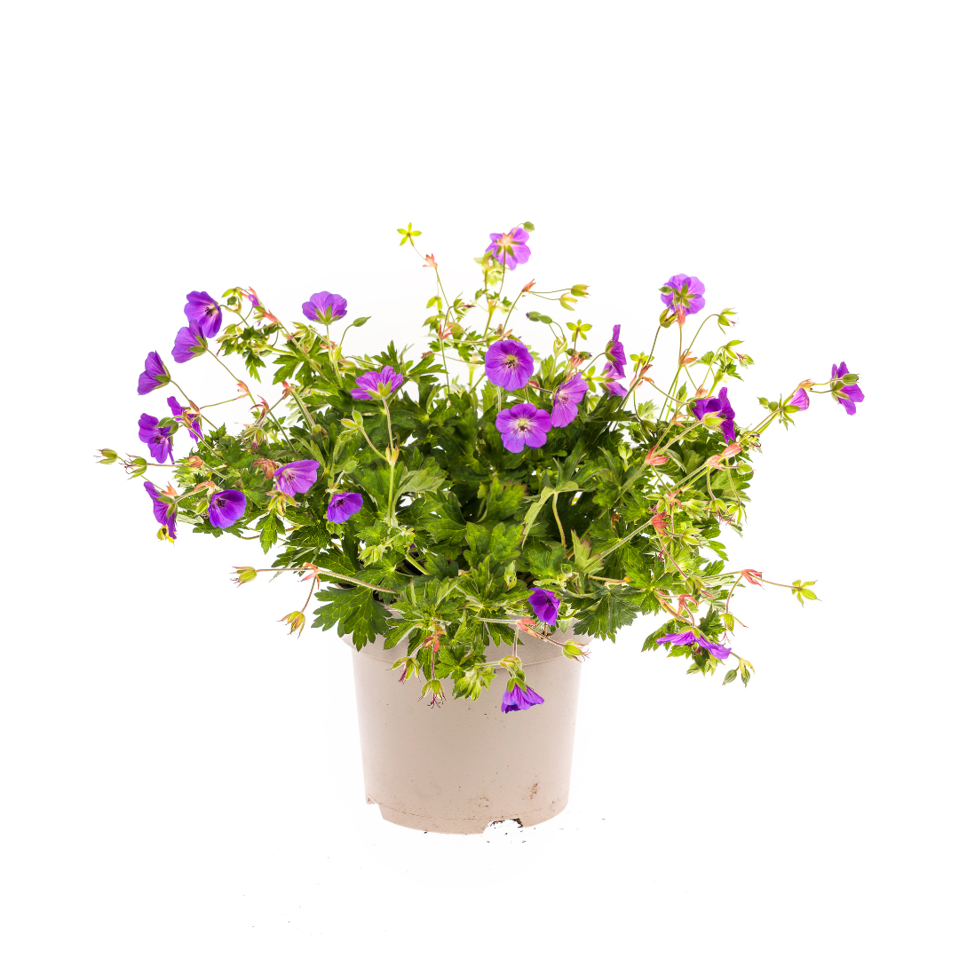 Geranium Rozanne Purple, plant in pot
