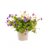 Geranium Rozanne Purple
