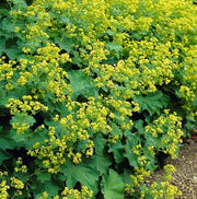 Alchemilla mollis