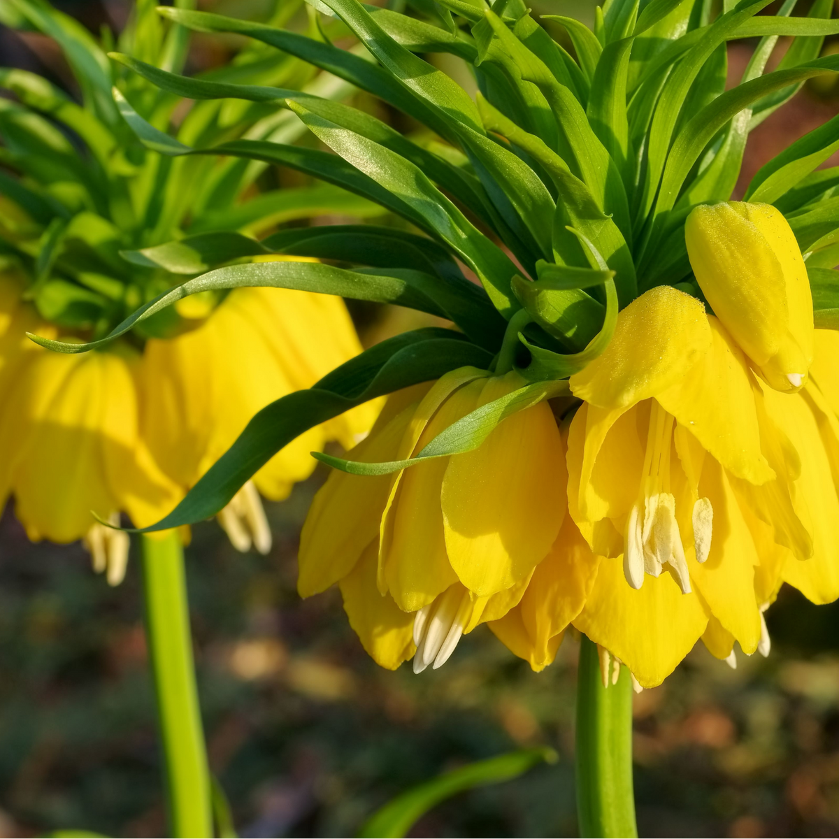 Fritillaria 'Lutea', keizerskroon zwavelgeel, 5 bollen, plant in pot