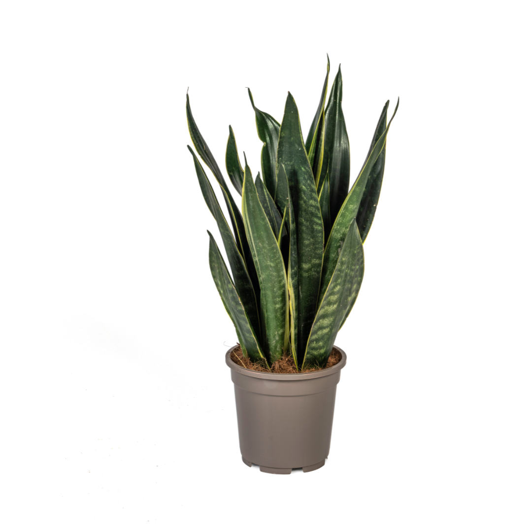Sansevieria Trifasciata Futura Black, plant in pot
