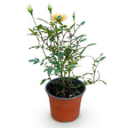 Bodembedekkende roos Tricolor Fairy, geel-roze bloemen, plant in pot