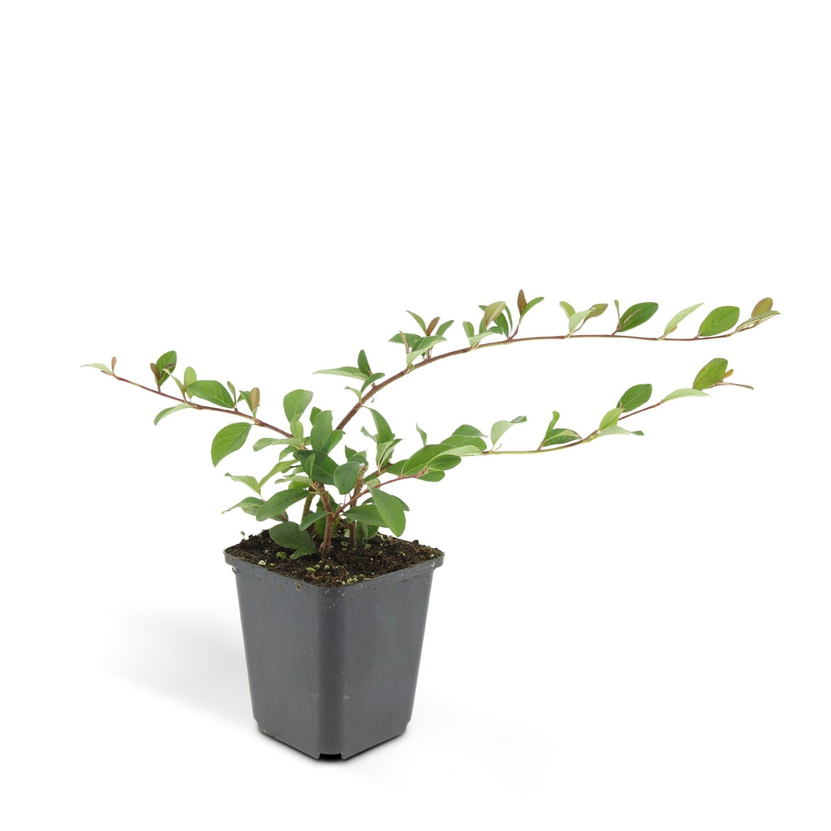 Cotoneaster dammeri, groene bladeren