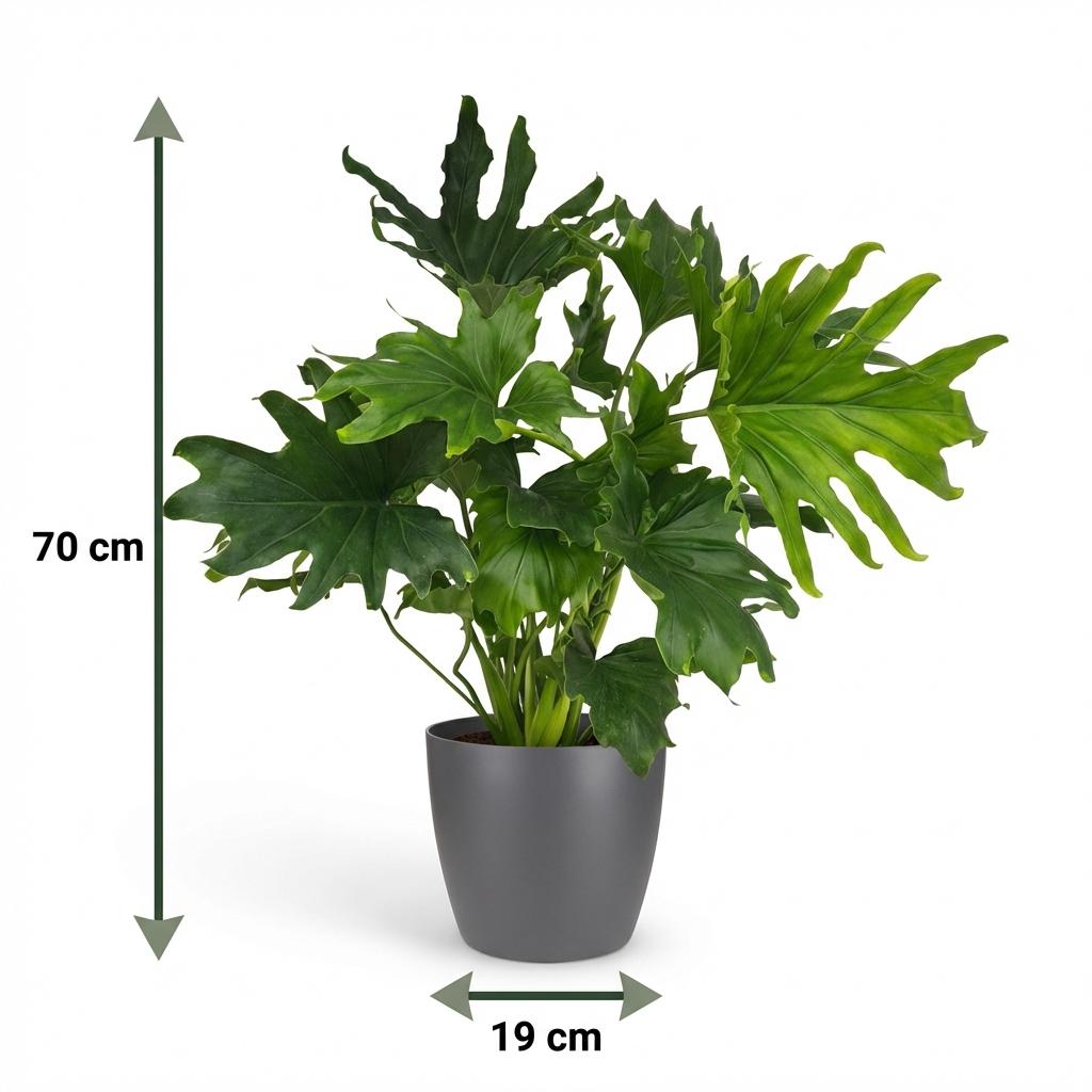 Philodendron Lickety split, groeiwijze van de plant