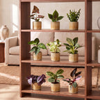 9x Baby Plants Surprise Box - Verrassingsbox kleine planten - Diversen - Tropisch - incl. Linnea Honey - Ø6cm - ↕5-15cm, groene bladeren