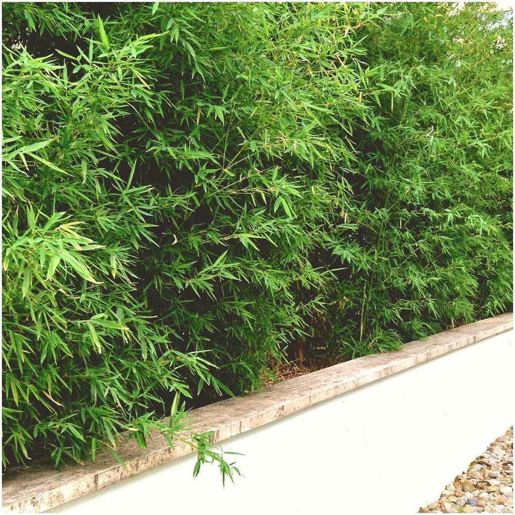 Productafbeelding van Pureplant