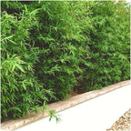 Productafbeelding van Pureplant