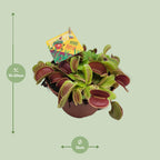Detailfoto van Dionaea Muscipula