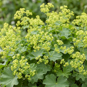 Alchemilla mollis - Vrouwenmantel - Bodembedekkend - Geel - 6 Planten