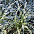 Carex oshimensis Everest - Wit en Groen, plant in pot
