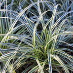 Carex oshimensis Everest - Wit en Groen, plant in pot