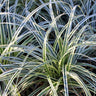 Carex oshimensis Everest