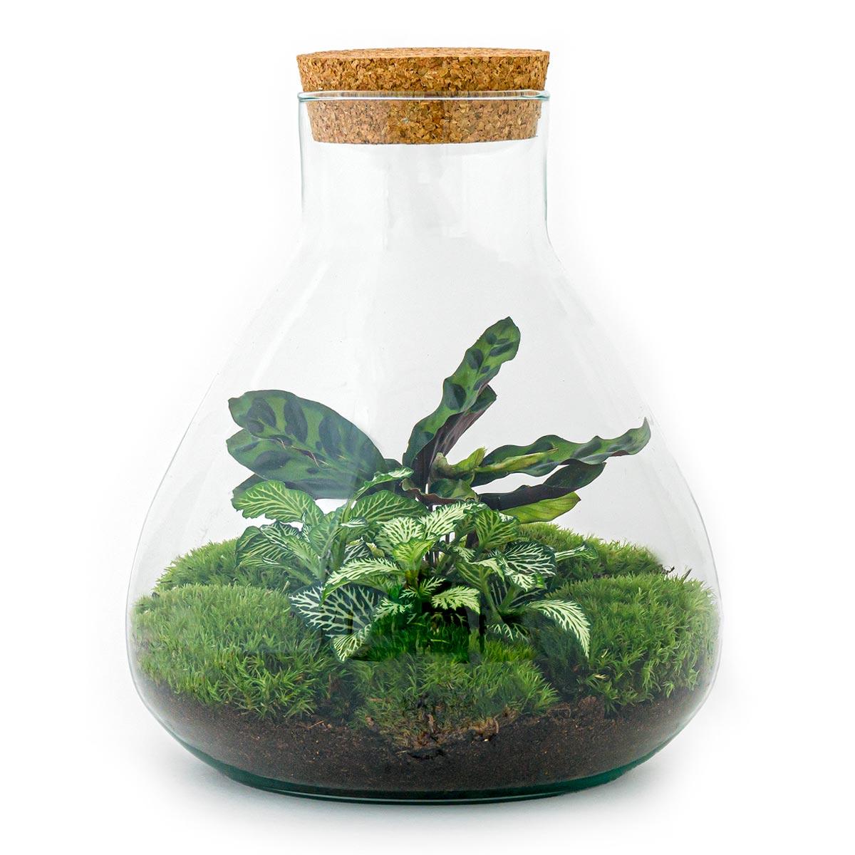 Detailfoto van DIY terrarium - Sammie Calathea - Met hark en schep