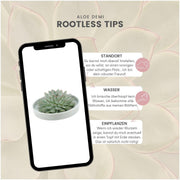 ROOTLESS Succulent Echeveria Pulidonis in schaal &