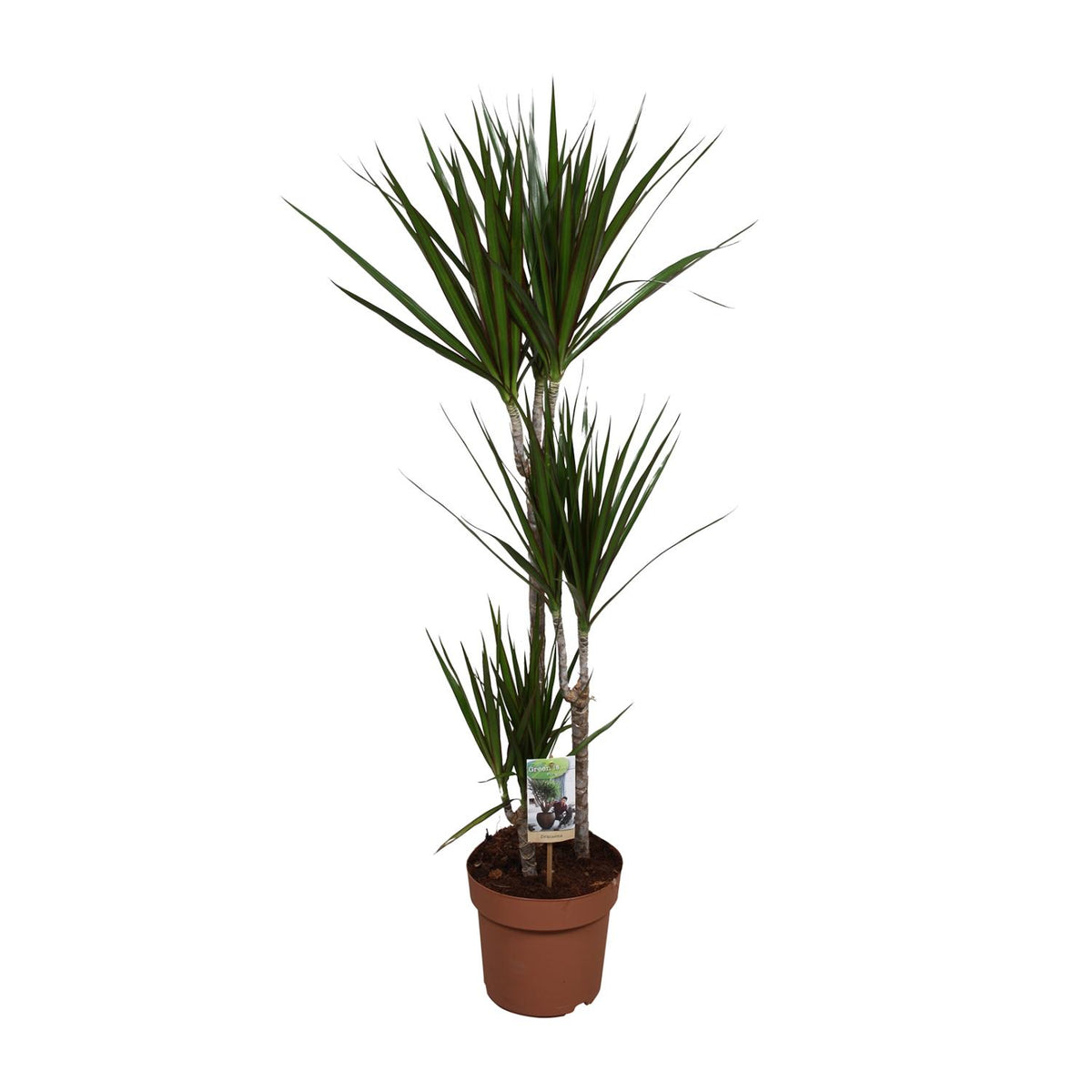Productafbeelding van Pureplant