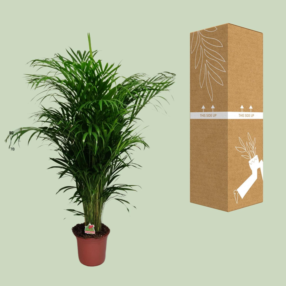 Detailfoto van Dypsis Lutescens