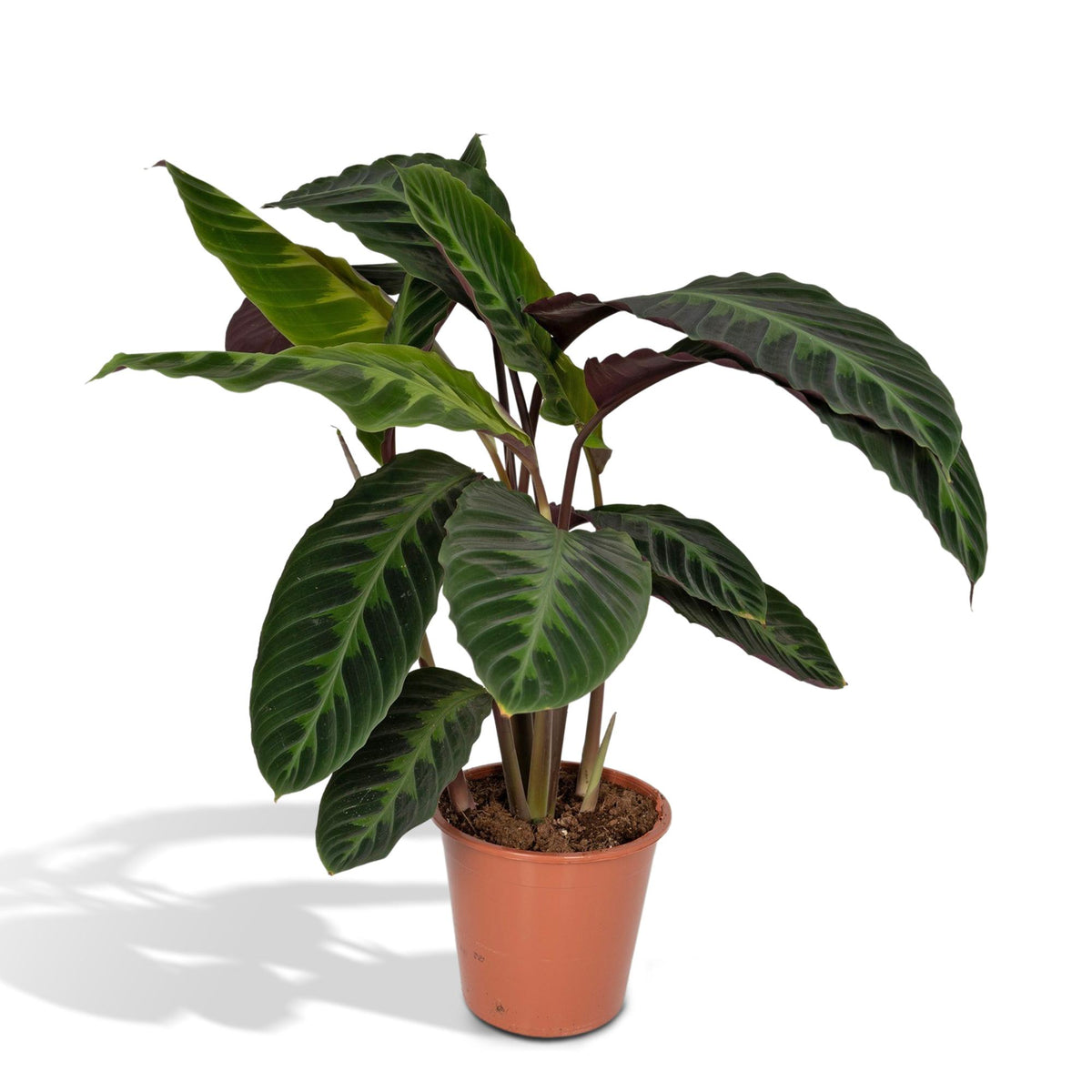 Calathea Warscewiczii - Pauwenplant, detail van het blad