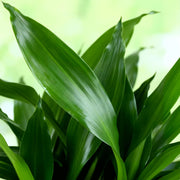 Dracaena fragrans Steudneri