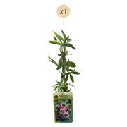 Passiflora &