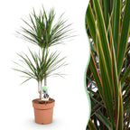 Dracaena Marginata, plant in pot