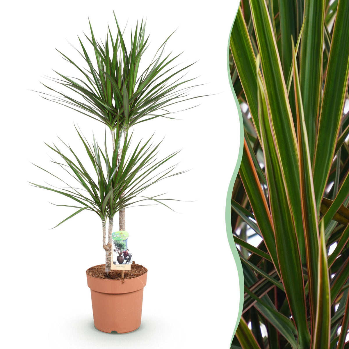 Dracaena Marginata, plant in pot
