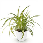 Chlorophytum comosum Variegatum met witte pot, kenmerkend blad