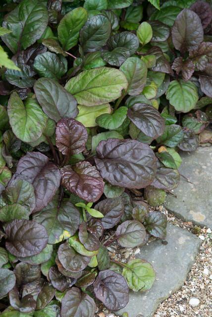 48x Ajuga reptans 'Catlin's Giant', gezonde plant