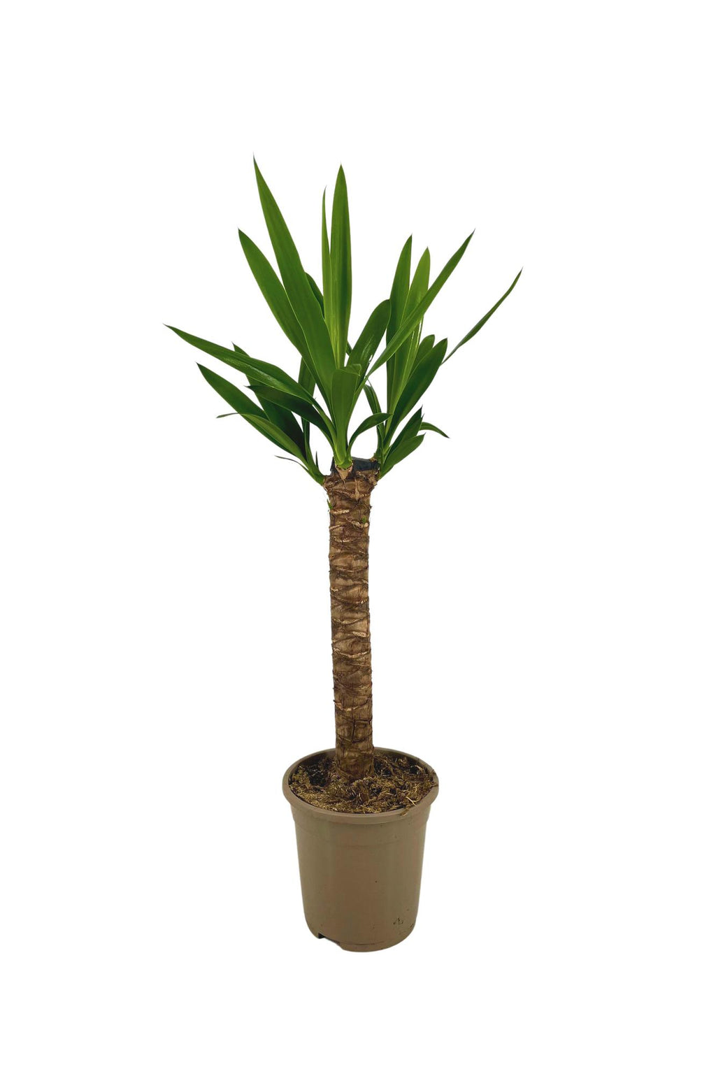Productafbeelding van Pureplant