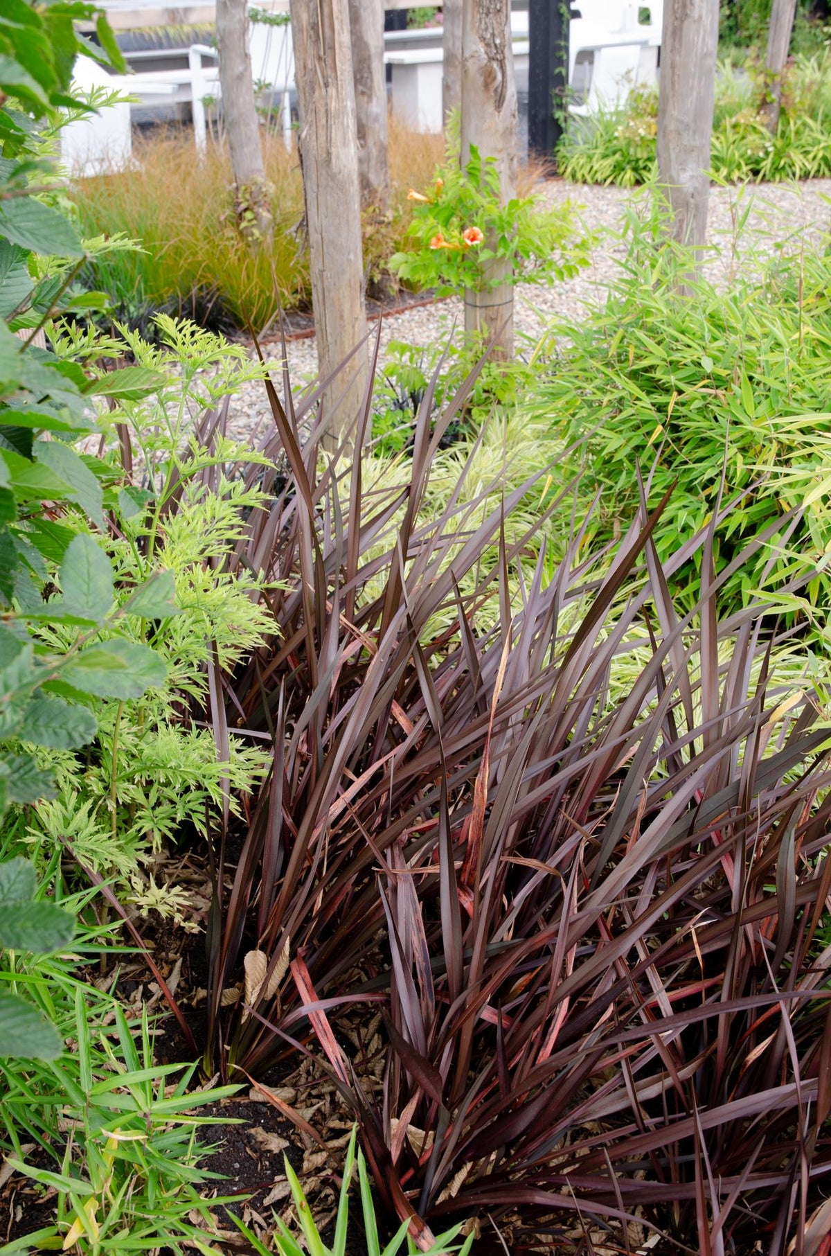 Productfoto van Phormium 'Rubra Nana'