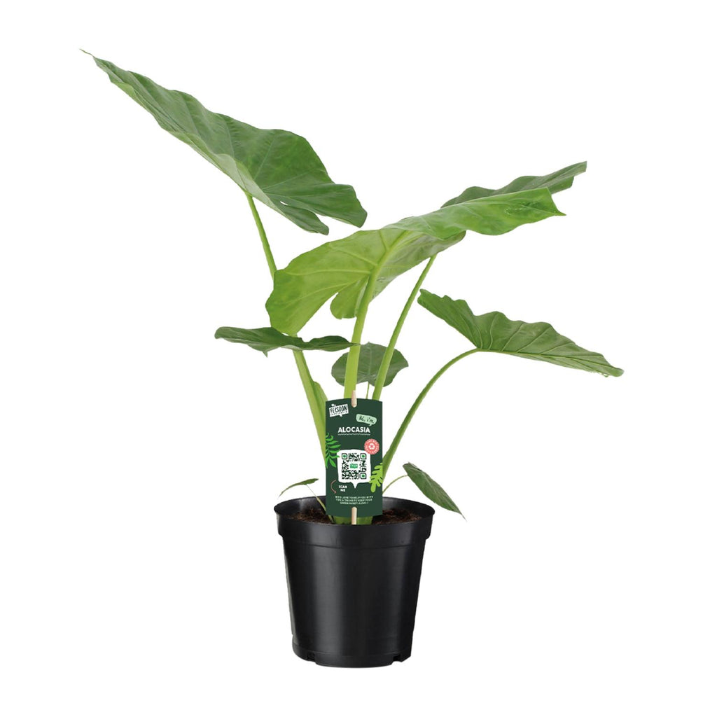 Detailfoto van Alocasia Macrorrhiza