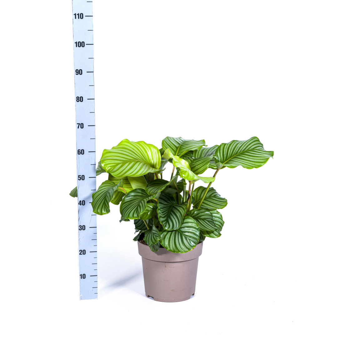 Calathea Orbifolia, groeiwijze van de plant