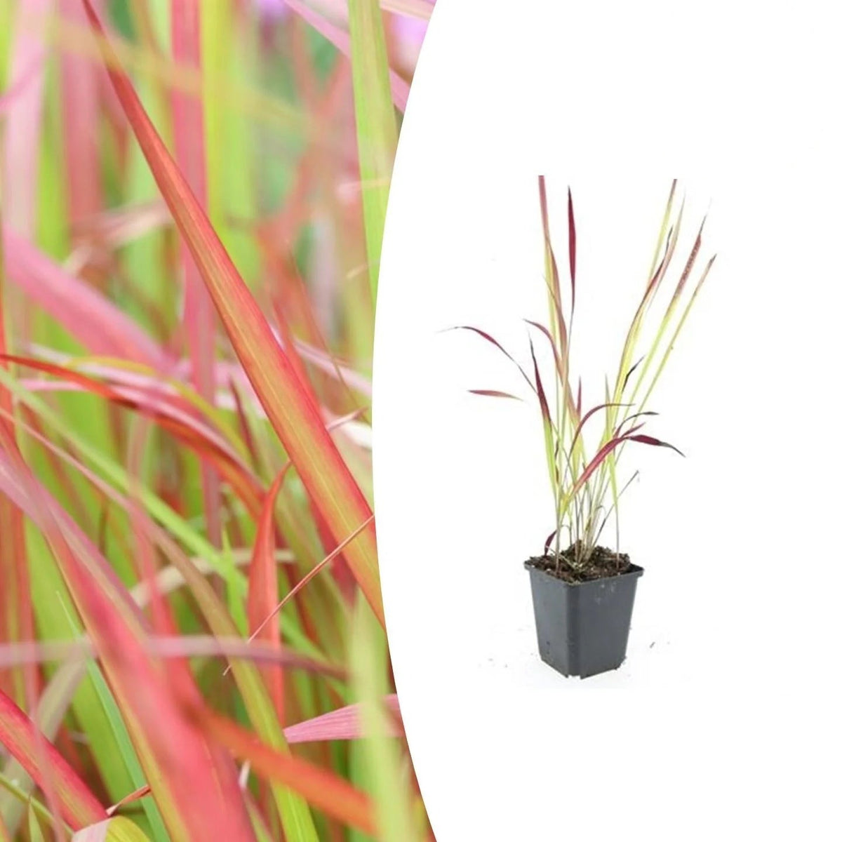 Imperata cylindrica 'Red Baron', plant in pot