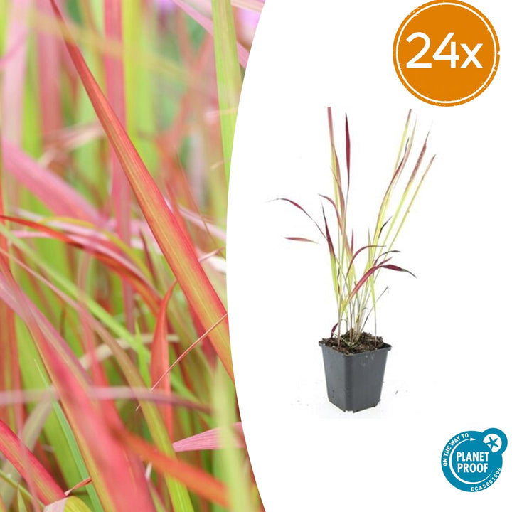 Imperata cylindrica &