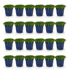 Sterrenbloem Isotoma fluviatilis, lichtblauw, decoratieve plant