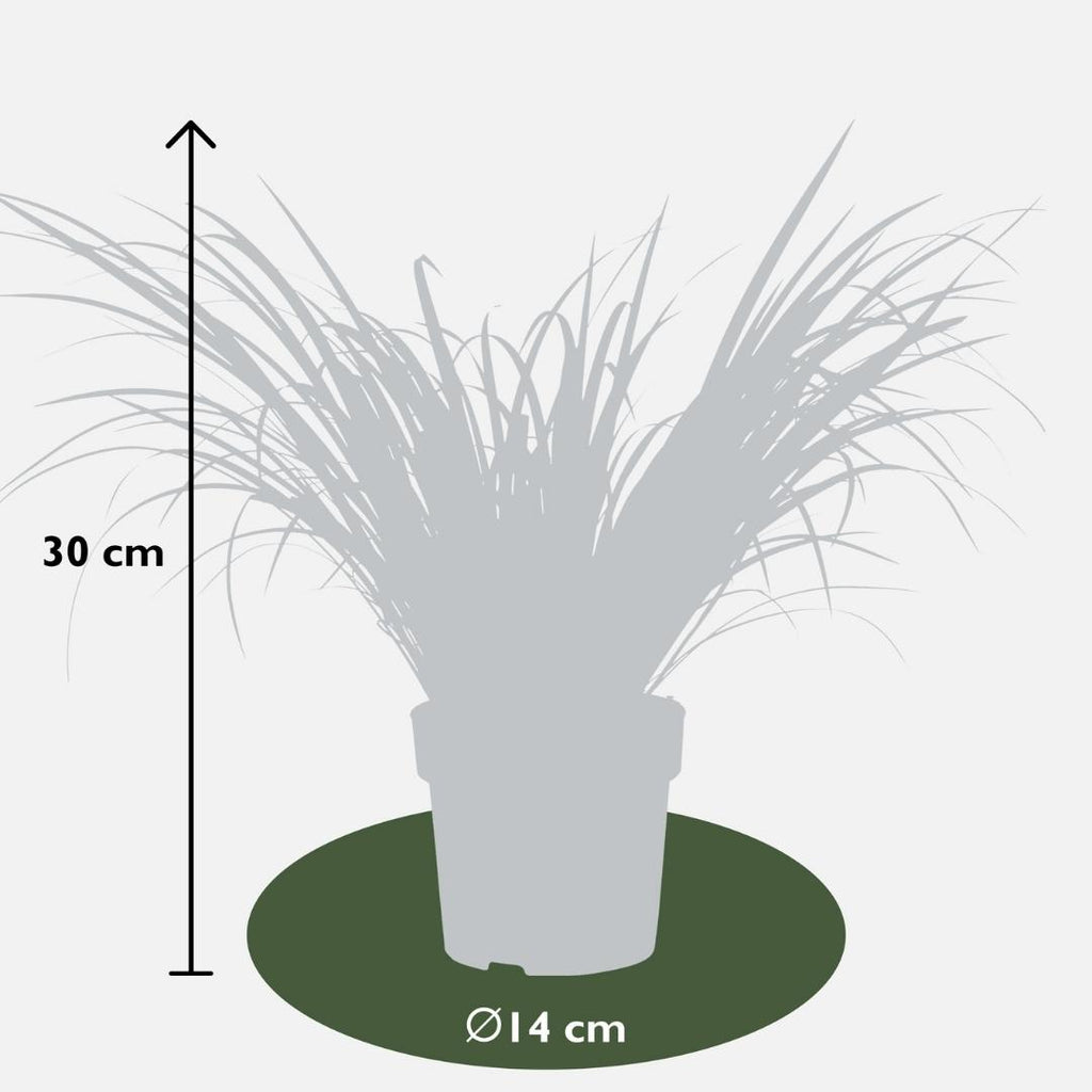 3 x Acorus gramineus 'Ogon', kenmerkend blad