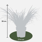 3 x Acorus gramineus 'Ogon', kenmerkend blad