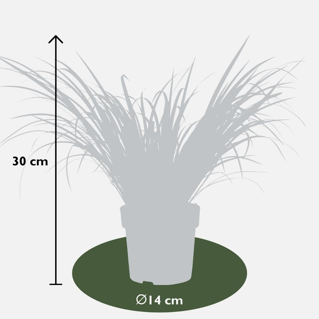 3 x Acorus gramineus 'Ogon', kenmerkend blad