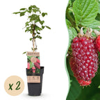 Braamboos Tayberry, fruitgewas voor de tuin, detail van het blad