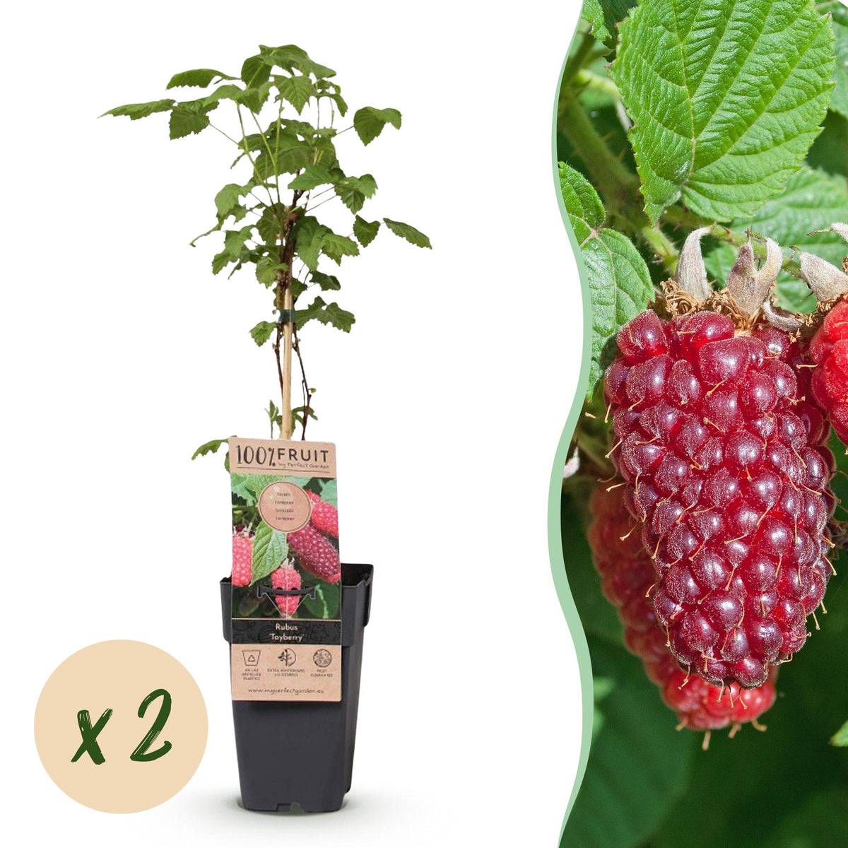 Braamboos Tayberry, fruitgewas voor de tuin, detail van het blad