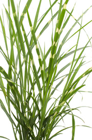 Miscanthus sinensis Strictus