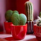 Vetplanten set van 3 met mini pot 'Love', roze-rood, Ø6 cm, kenmerkend blad
